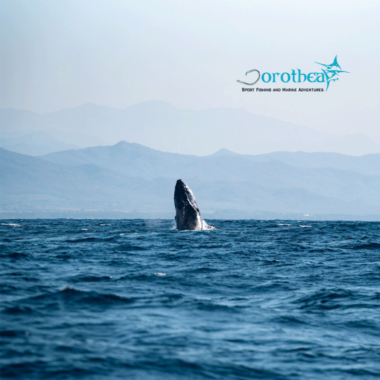 Avistamiento de ballenas en Puerto escondido