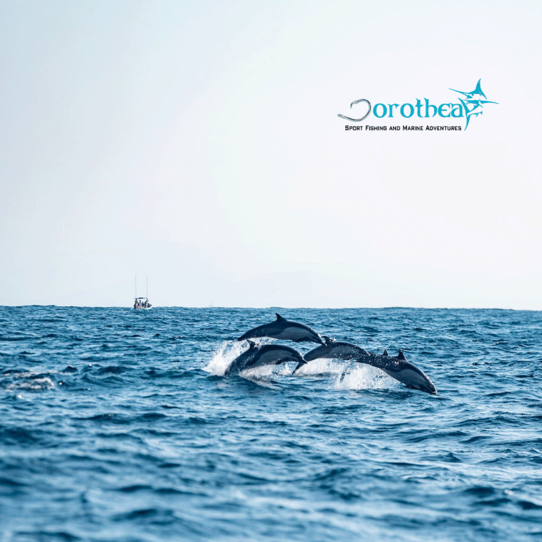 Avistamiento de delfines en Puerto escondido