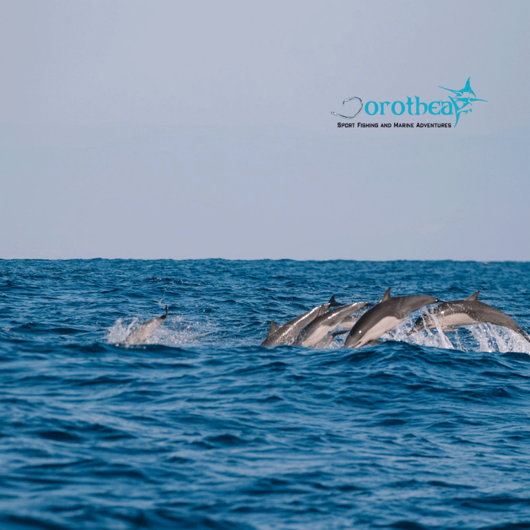 Dorothea-Tour-dolphin-Puerto-escondido