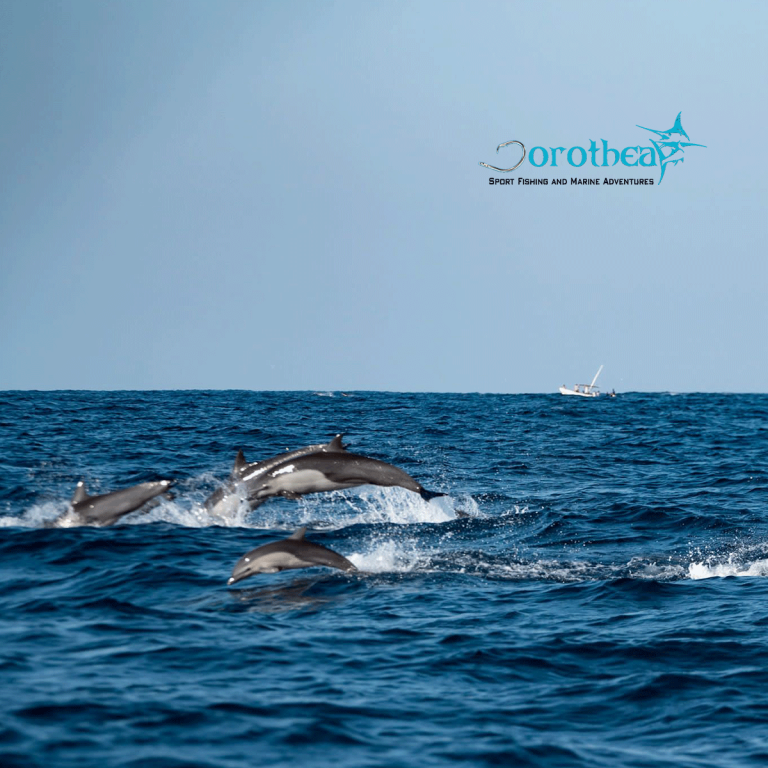 Dorothea-Tour-dolphin-Puerto-escondido