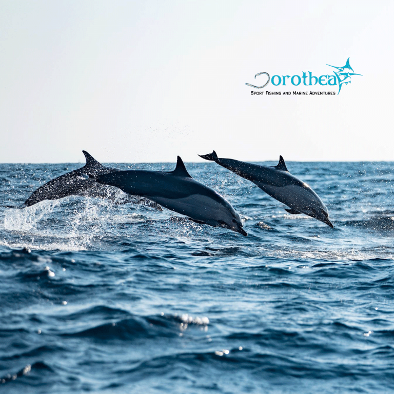 Dorothea-dolphin-Puerto-escondido