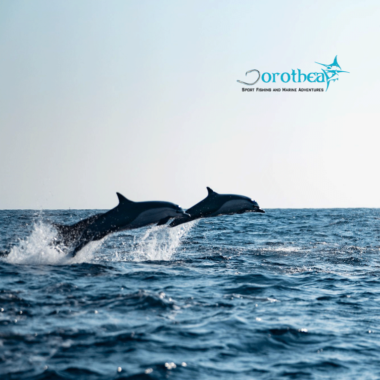 Dorothea-dolphin-Puerto-escondido