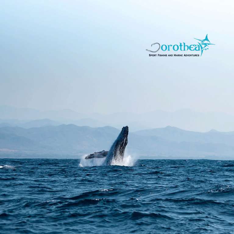 Dorothea-Tour-whale-whatching Puerto escondido