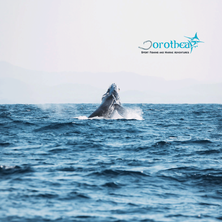 Dorothea-Tour-whale-whatching--Puerto-escondido